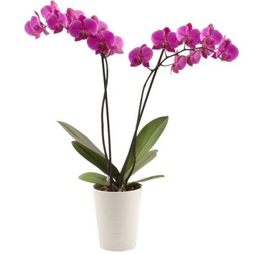 Color Orchids #valentinesdaygifts #valentinesdaygift #giftforher