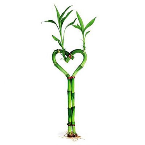 Heart Shaped Bamboo #valentinesdaygifts #valentinesdaygift #giftforher
